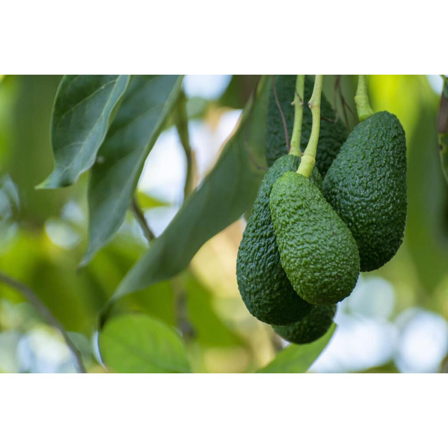 Avocado Hass fa eladó | Citrus és Pálma - Kertészet Webshop